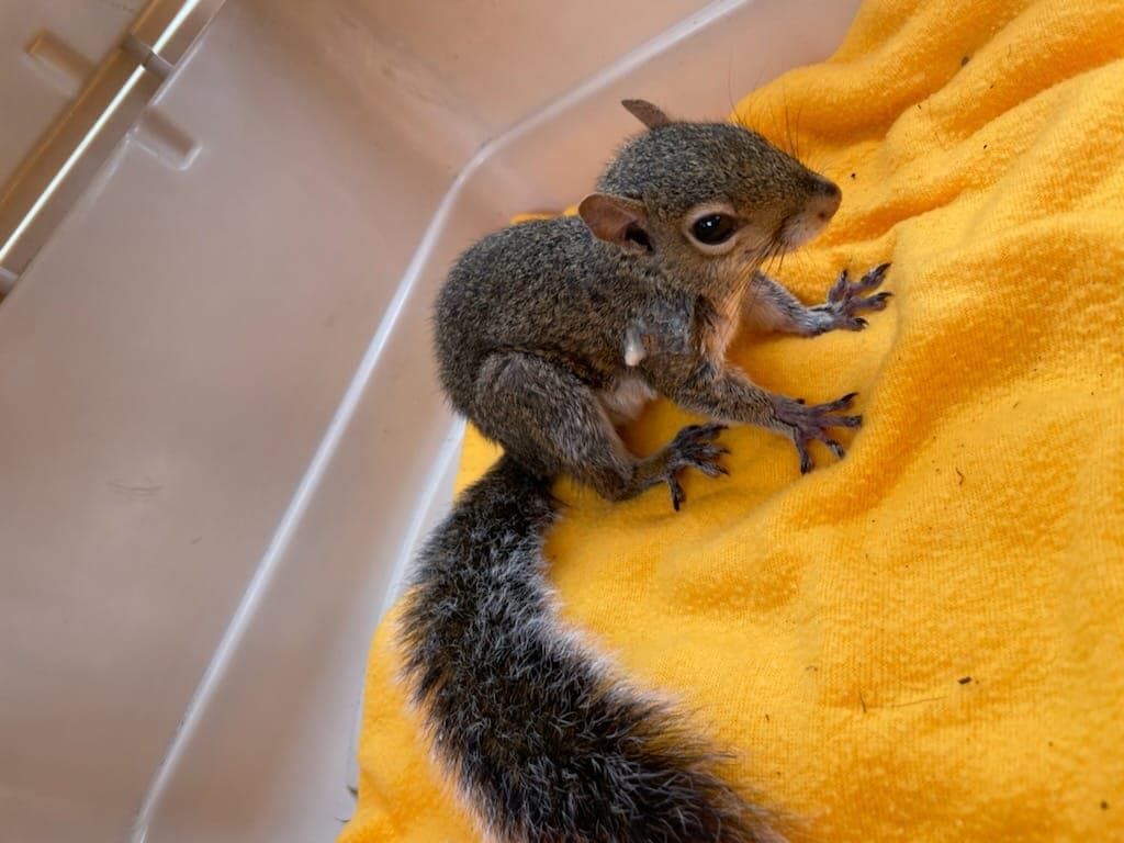 Otros, fueron atropellados por los carros, durante el paso del huracán Ian.