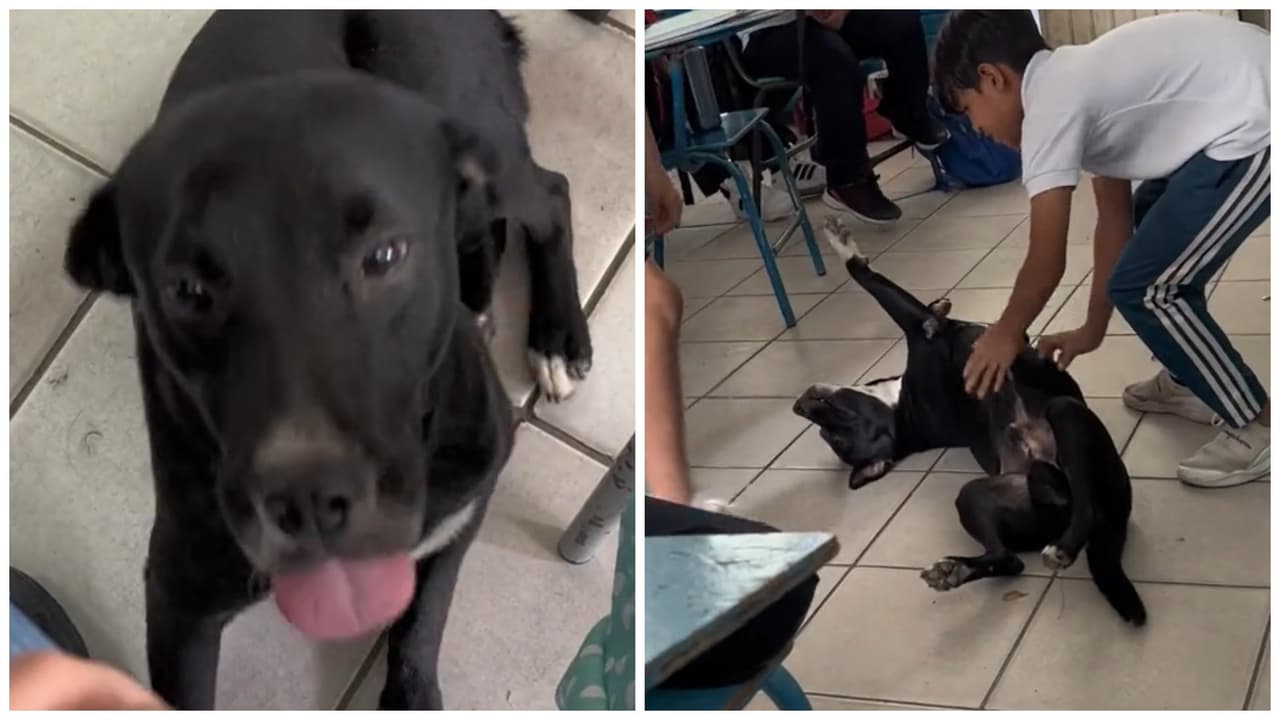 Perrito callejero se mete a salón de clases y termina siendo la mascota del grupo: se hace viral