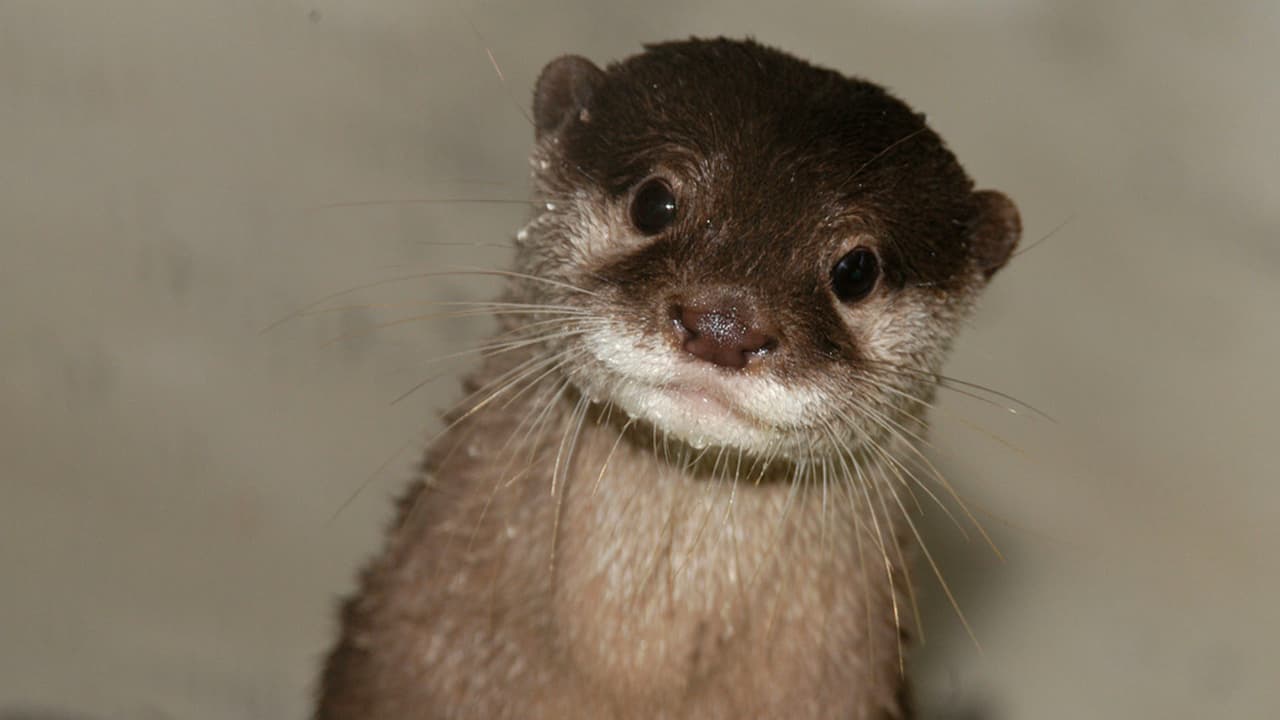 Las personas deben usar mascarillas durante la visita al zoológico y se recomienda mantener un distanciamiento social.