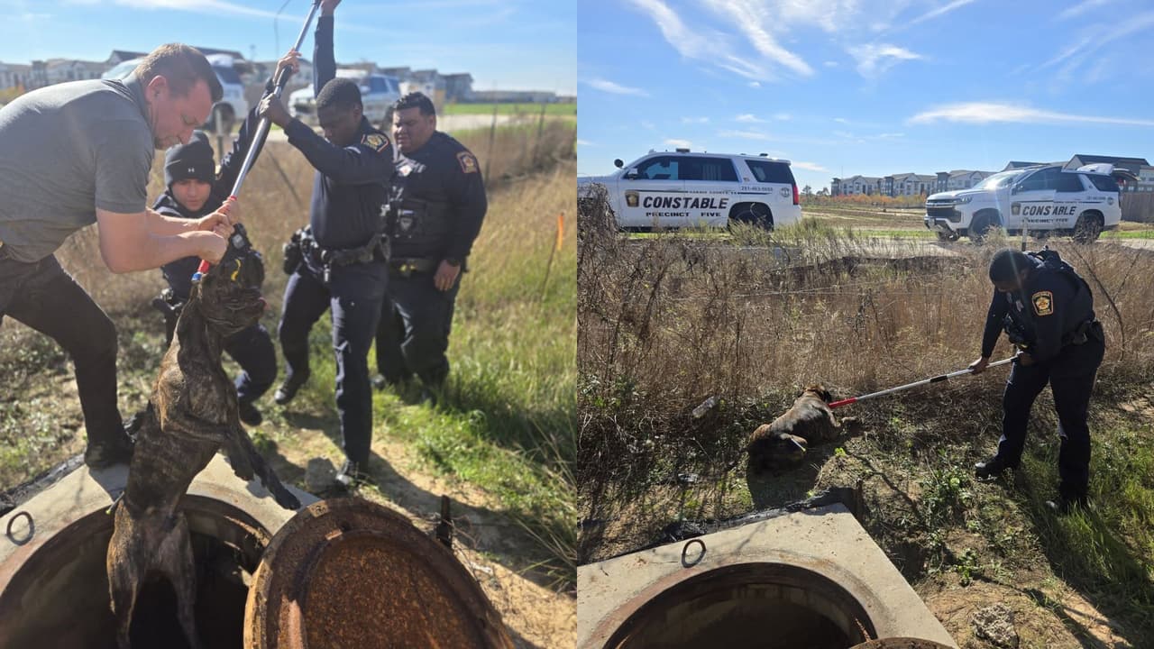 Jauría de pitbulls atacan a paseantes en Katy: hombre muere y madre y su hija resultan heridas