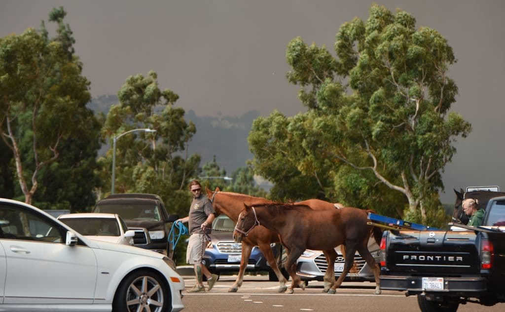 Caballos y otras mascotas también tuvieron que ser evacuadas.