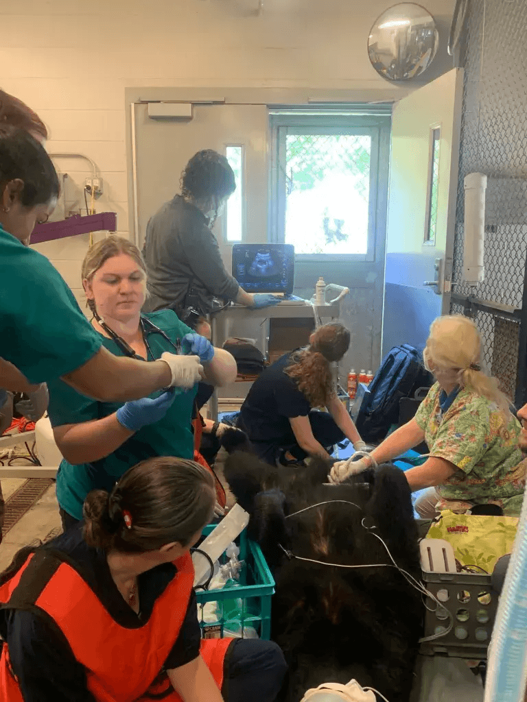 El museo dijo que Yona comenzó a mostrar signos de incomodidad hace varias semanas. Un veterinario descubrió que tenía problemas con sus vías urinarias y reproductivas que requerían cirugía.
<br>