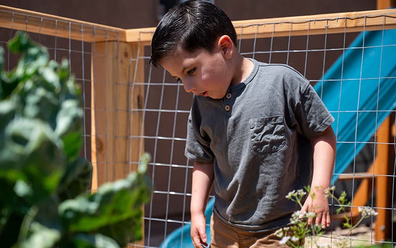 Tobias Lugo, de 4 años, busca mariquitas en el jardín trasero de su familia en Yuma el 3 de abril de 2022.