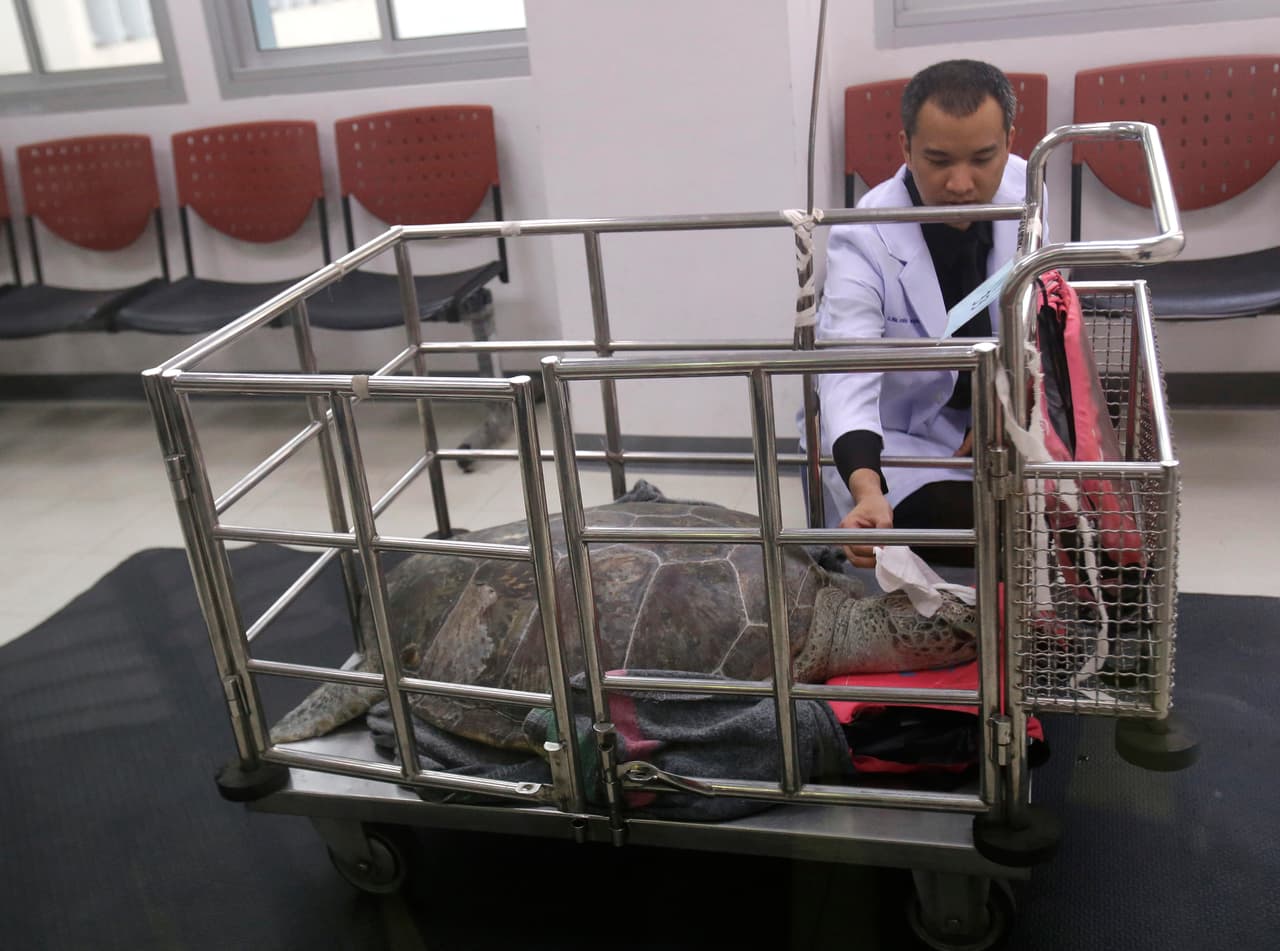 El veterinario Passakorn Brikshavana examina a la tortuga verde femenina apodada "Alcancía" en un carro después de su cirugía en la facultad de veterinaria de la Universidad de Chulalongkorn en Bangkok, Tailandia, el lunes 6 de marzo de 2017.
