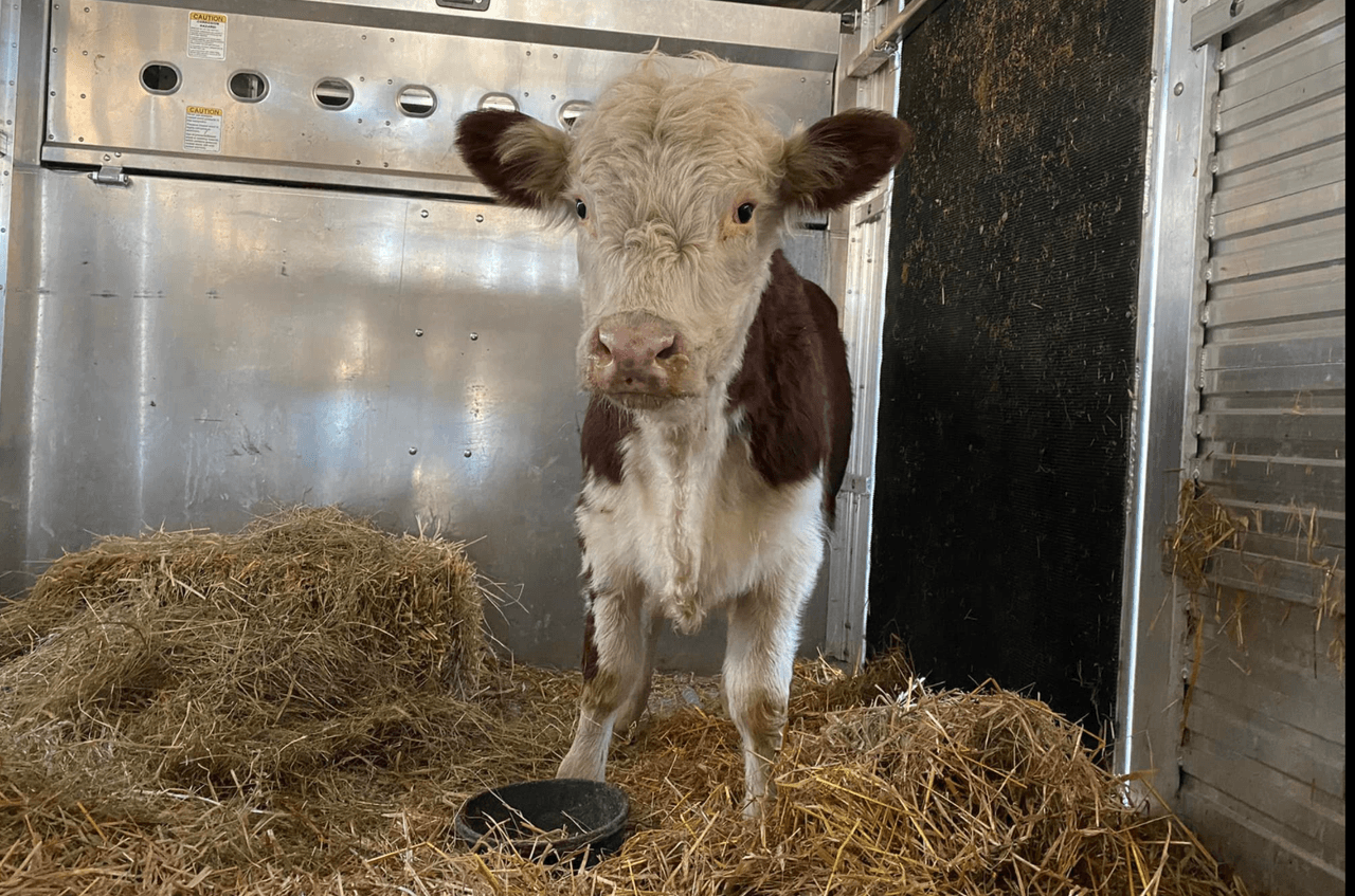 Así fue el rescate de “Stella” una vaquita que se escapó del matadero en Queens y puso a correr a 110 oficiales