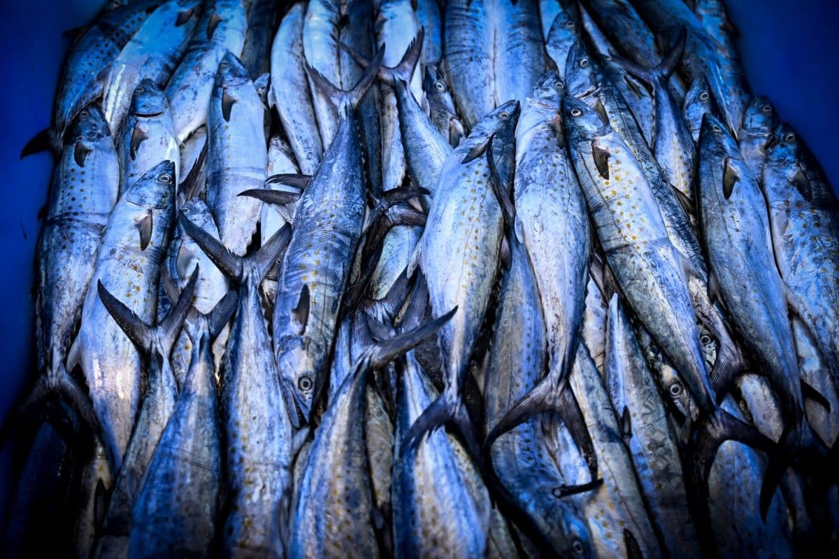 Vista de sierra del Pacífico (Scomberomorus sierra) capturada por pescadores artesanales y destinada a la venta en el Mercado de Mariscos de la Ciudad de Panamá el 23 de septiembre de 2026. Los pescadores de pequeña escala en el Pacífico oriental, desde las costas de Ecuador y Perú hasta las de Panamá y Guatemala, están sufriendo el impacto del calentamiento de los océanos causado por el fenómeno de El Niño, que obliga a varias especies a migrar a aguas más profundas y deja las redes medio vacías y a las comunidades costeras en crisis.