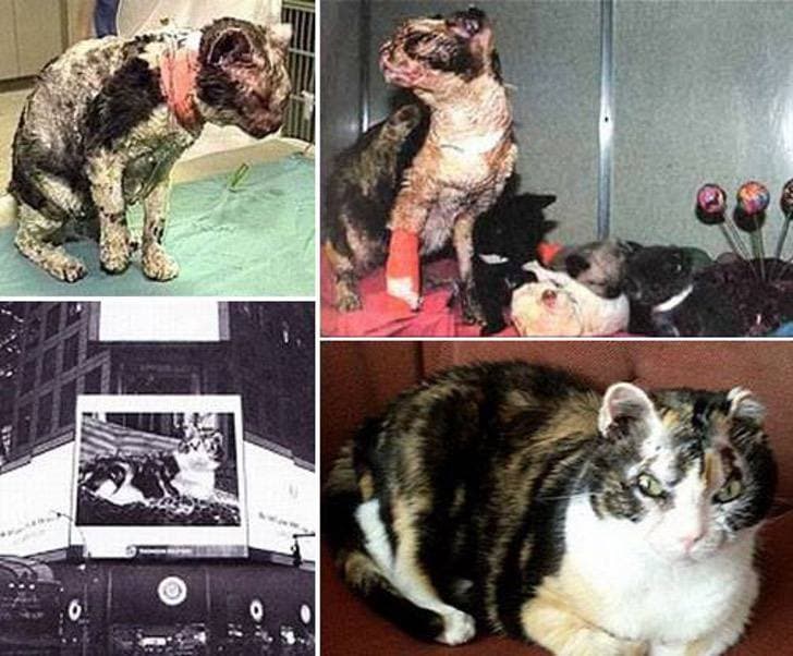 Gatita salvó a sus hijos de un incendio.