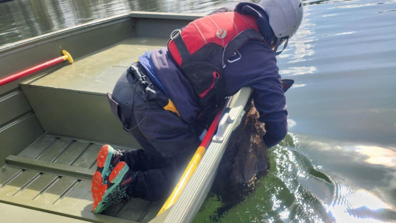 Sin embargo, el equipo de rescate de inundaciones y aguas rápidas de Metro Fire iniciaron una labor de emergencia, y lograron ayudar al venado
<b>para llevarlo a salvo a la orilla del lago</b>.
