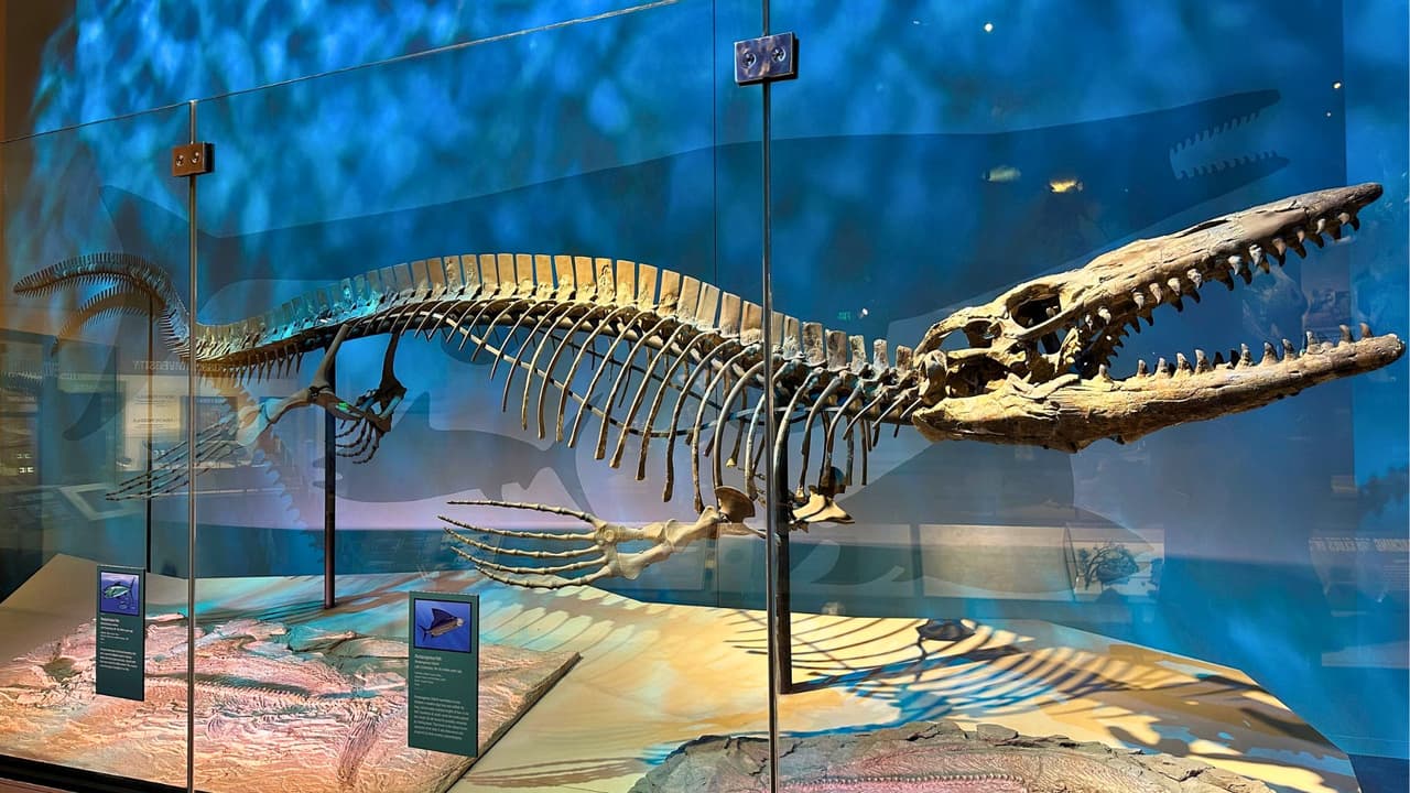 Un esqueleto de mosasaurio en el Perot Museum ayuda a imaginar cómo era el norte de Texas cuando la región estaba cubierta por un antiguo mar.