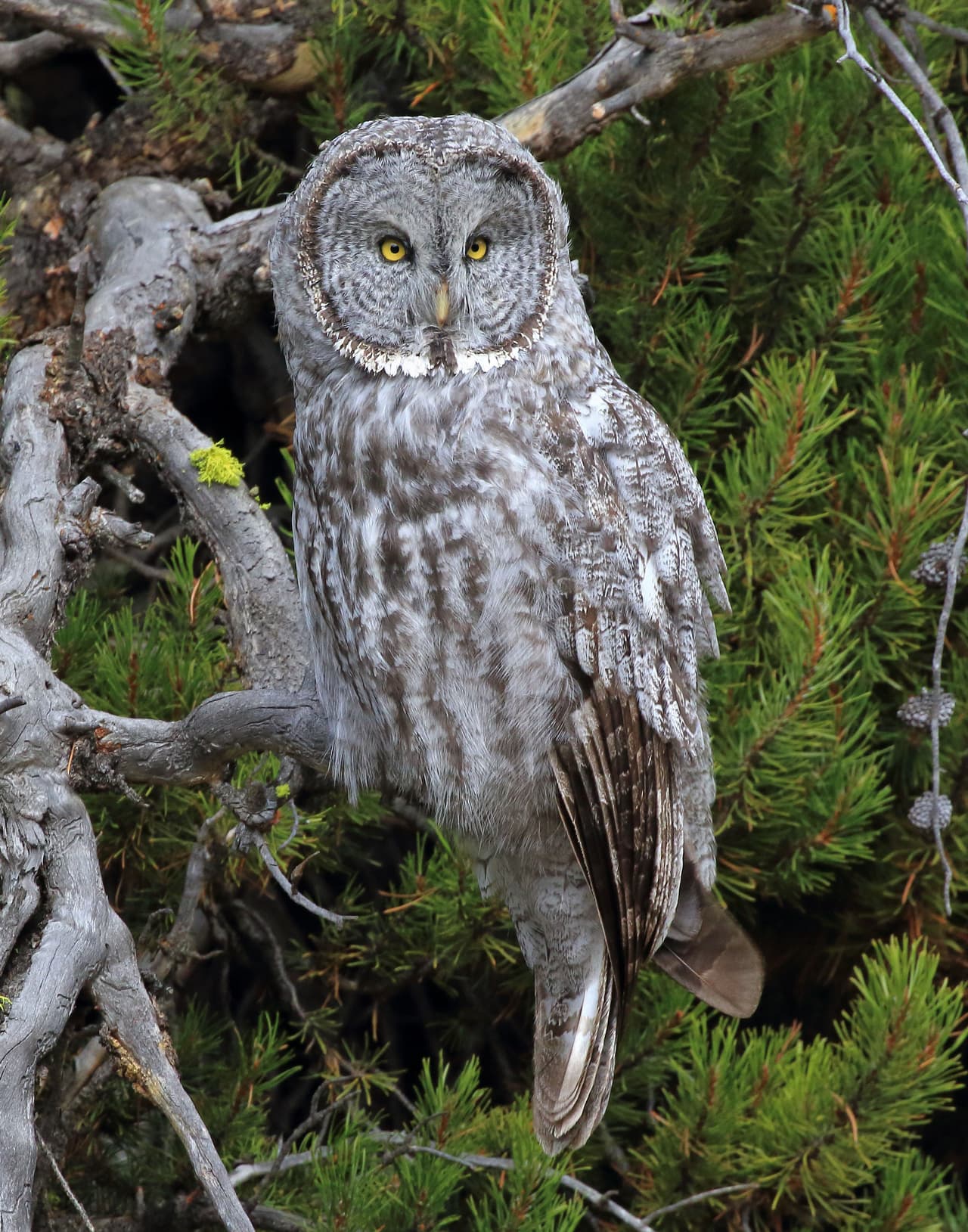 <b>Aprender a mirar. </b>Un cárabo lapón se posa sobre una rama en el Parque Nacional Yellowstone que abarca los estados de Montana, Wyoming y Idaho. Ganadora de la categoría Vida Silvestre.