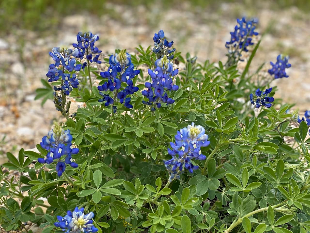 En el parque vive una diversidad de animales que también se pueden apreciar durante caminatas por los senderos.