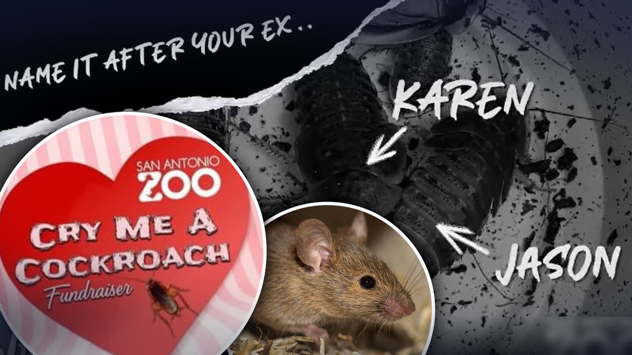 ¿Te rompieron el corazón? El Zoológico de San Antonio te ayuda a vengarte de tu 'ex'