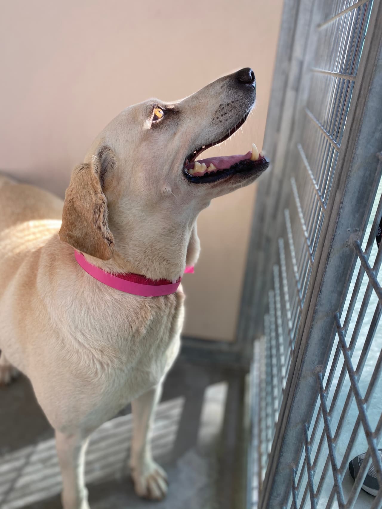 Los perros fueron transferidos a Florida debido a que los terremotos continúan causando devastación, pero se han recuperado bien.