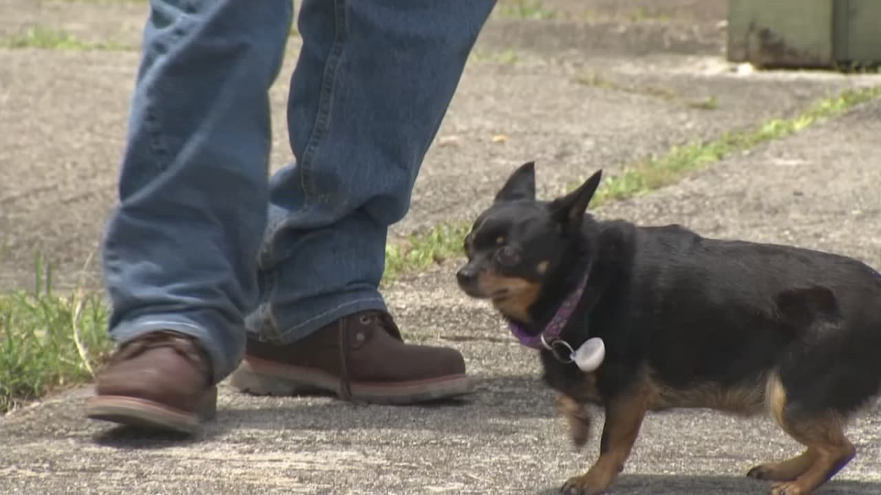 Según Labra, mientras sacaba a su perrita frente a su casa el martes en la noche, dos hombres de gran tamaño se le acercaron y le pegaron gritándole groserías en inglés.