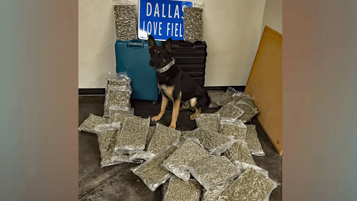 Un canino de la policía de Dallas decomisa 42 libras de marihuana en el aeropuerto Dallas Love Field