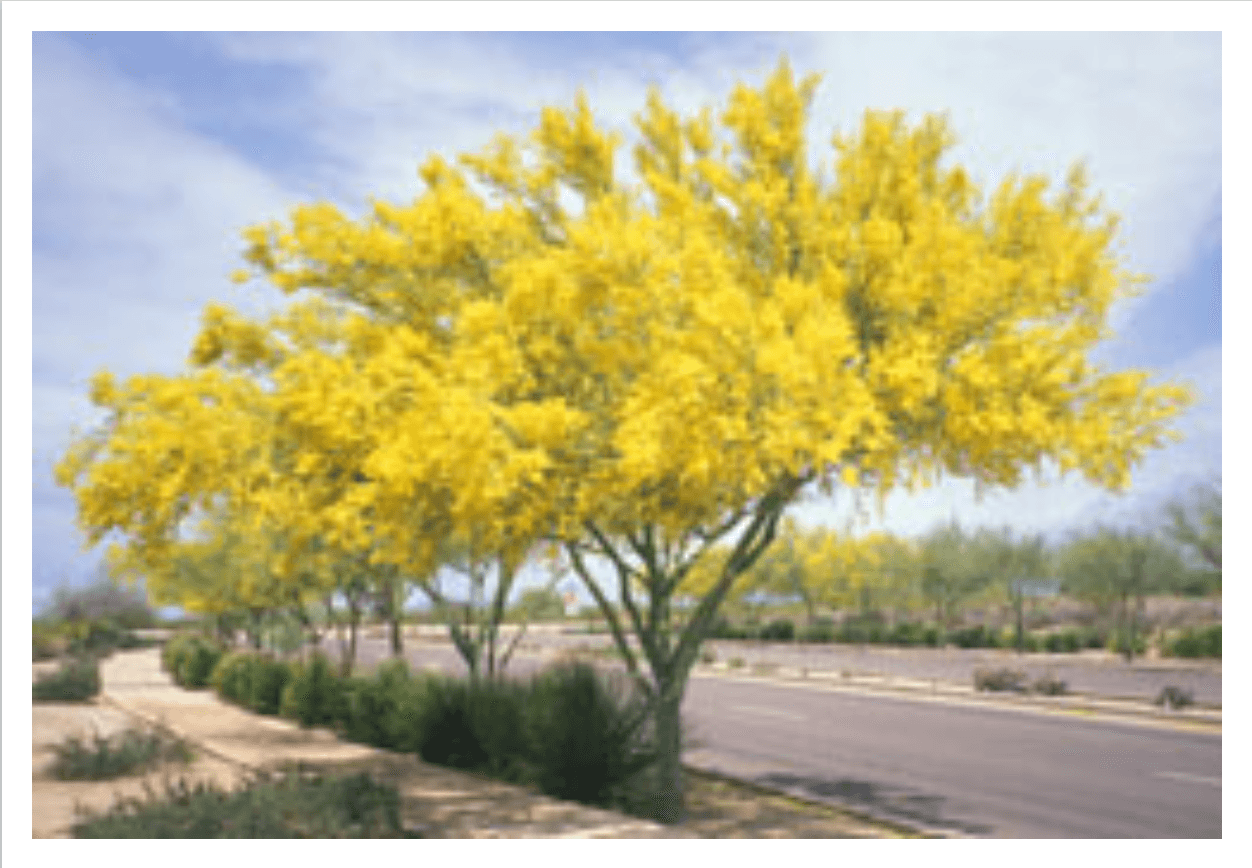 Palo Verde: Se reporta que este árbol suele crecer hasta una altura de 30 pies: “Florece en primavera con abundantes flores de color amarillo dorado”, indica SRP.
<br>