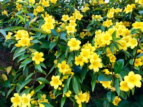 <b>Carolina Jessamine: </b>Todas las partes de la planta contienen un alcaloide tóxico llamado gelsemium, que puede causarle efectos dañinos a las mascotas y a los humanos.