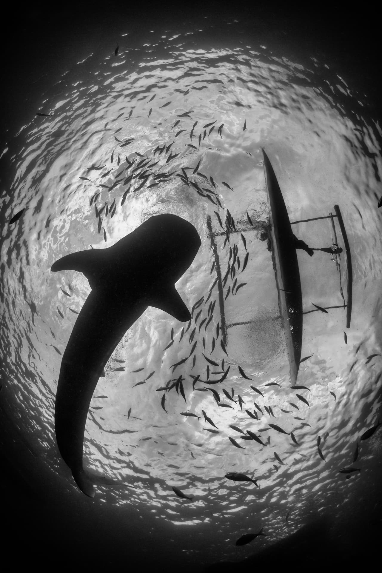 Tommi Kokkola, de Finlandia, se adueñó del segundo lugar en la categoría "Haciendo la diferencia: Los seres humanos en acción".