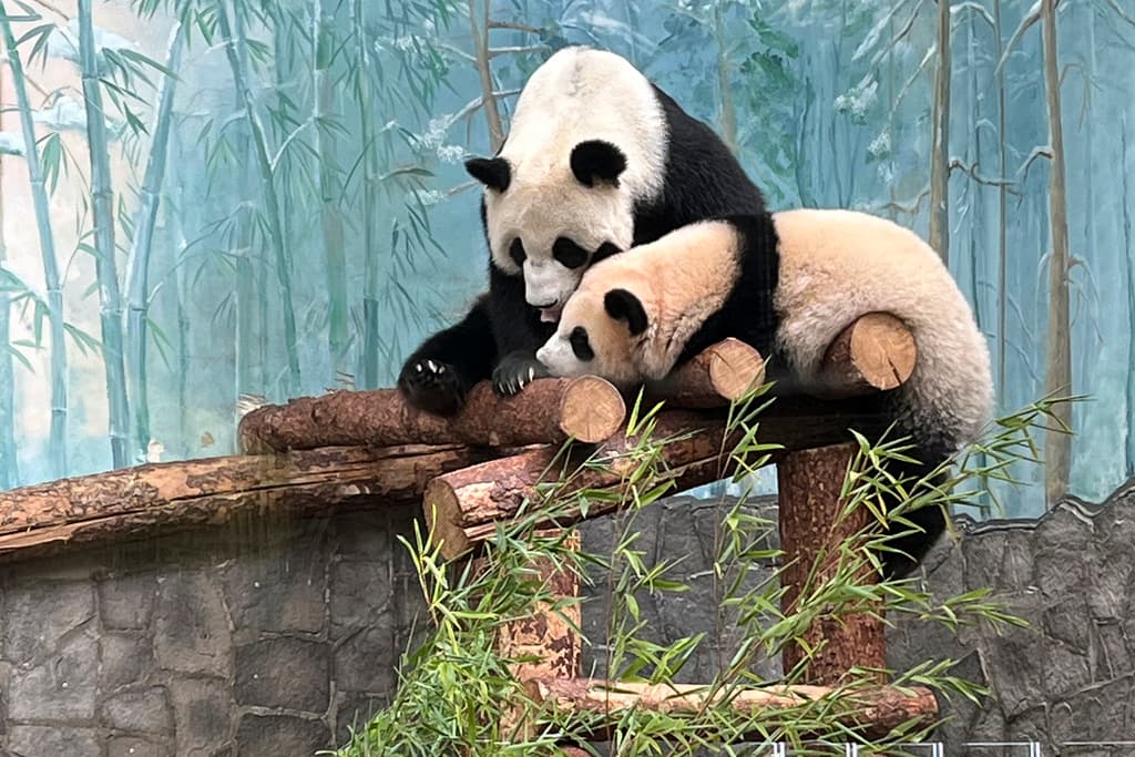 Dos pandas gigantes llegan a Estados Unidos tras la cumbre entre Trump y Xi Jinping