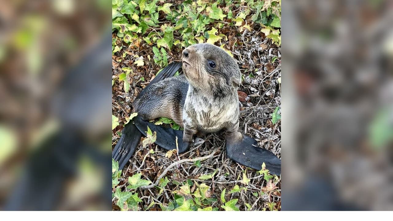 Esta especia está amenazada y normalmente se encuentran a 600 millas de la costa y pasan la vida en el mar. Voluntarios de The Marine Mammal Center atendieron al animal y lo llevaron a su centro para mantenerlo bajo cuidado.
<br>