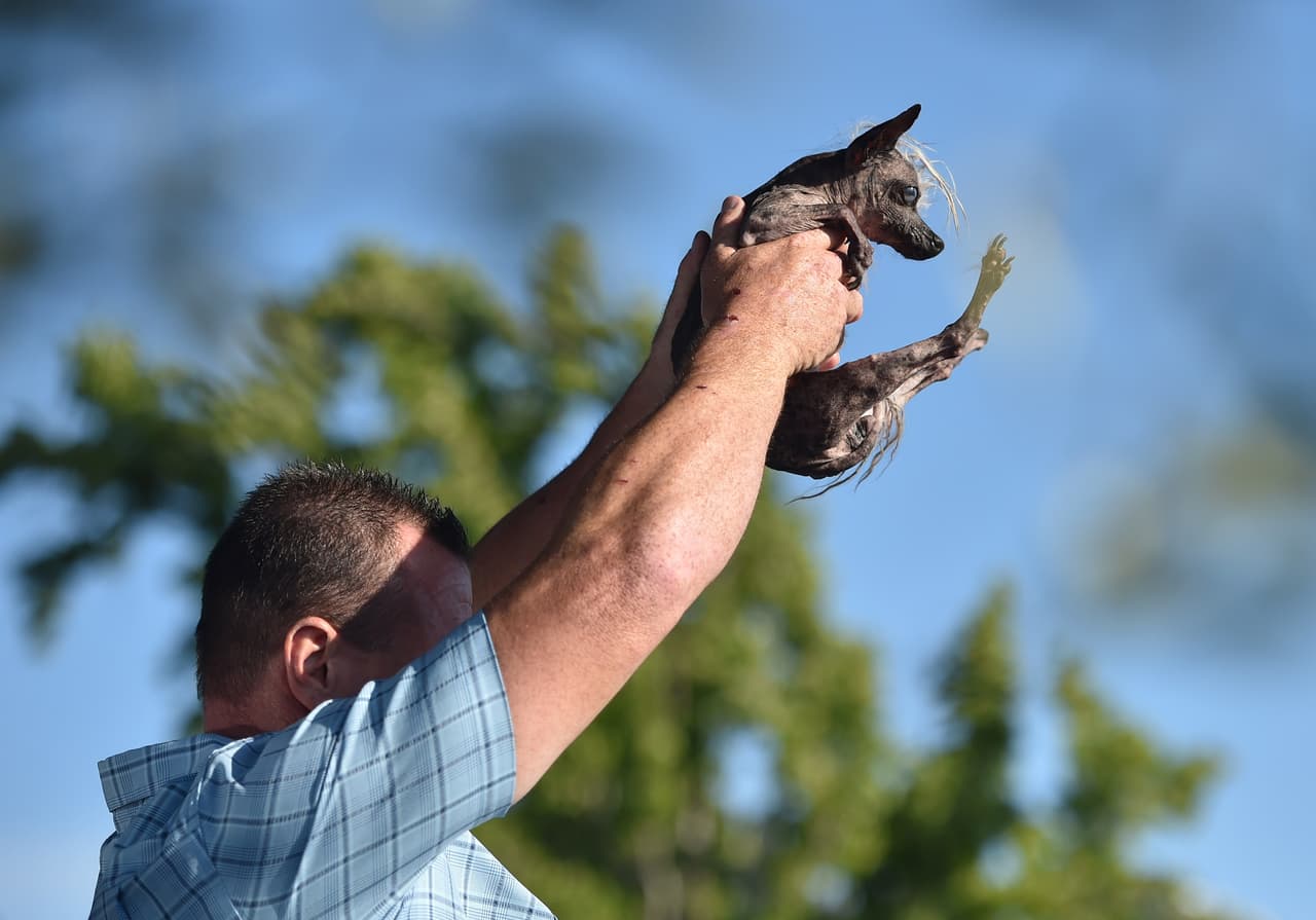 El can de nombre Sweepee Rambo fue otro de los competidores que dio lo mejor de sí.