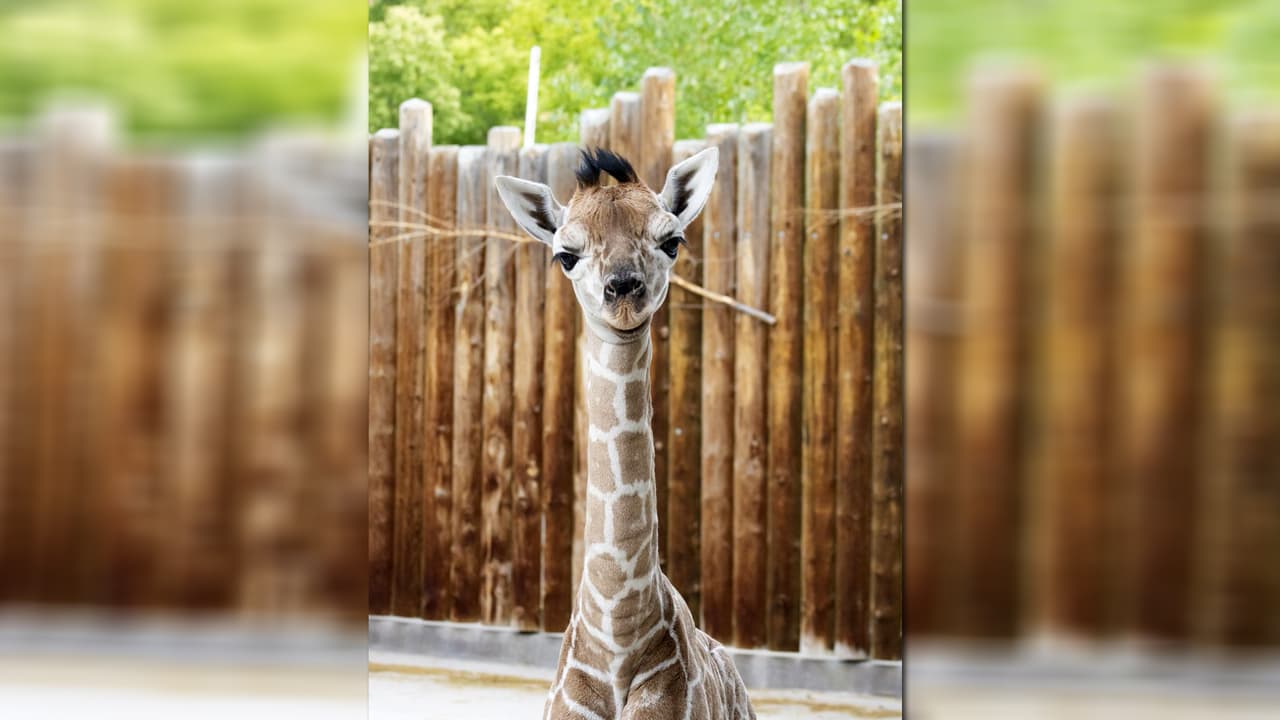 Reyna es la primera cría de Stephanie que lleva cuatro años en el zoológico, su padre era Riley que después de 17 años en el lugar murió en diciembre.
