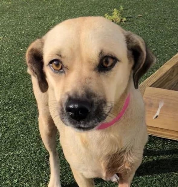 <br> Una primera tanda de 28 perros llegaron esta semana a Florida