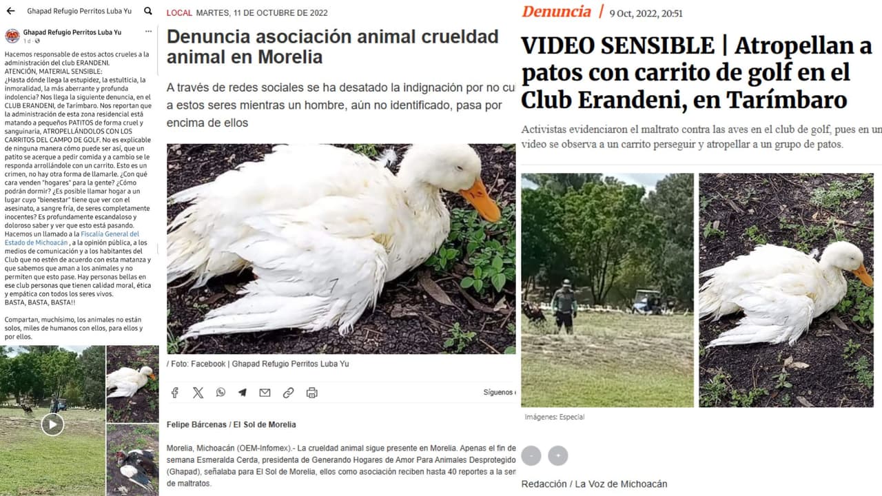 Foto del pato usada para reporte sobre pato Merlín es del 2022.