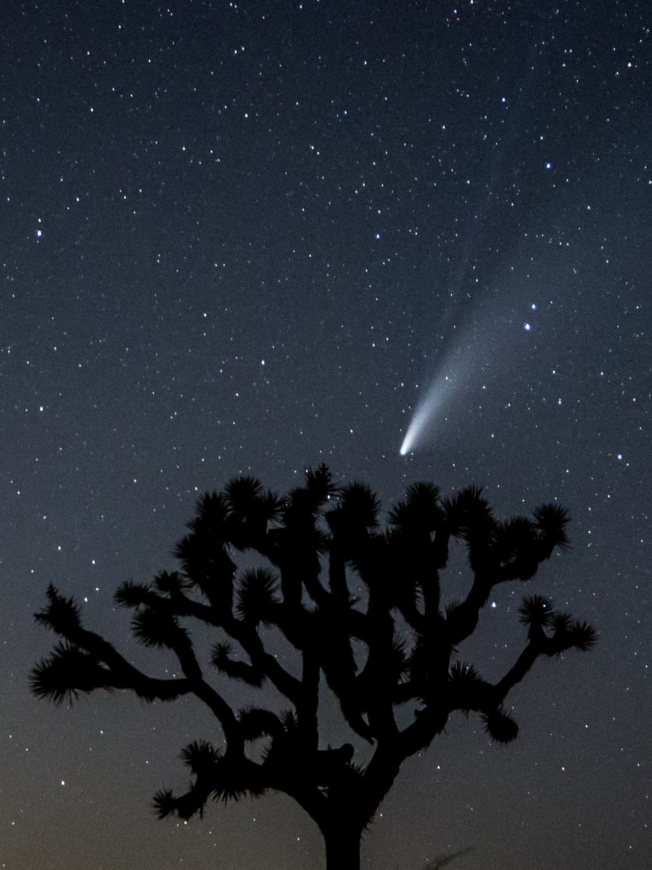 Otra vista del cometa Neowise en Joshua Tree, California. Los científicos han explicado que el cometa tiene unas 3 millas (5 kilómetros) de diámetro. Su núcleo está cubierto de material carbonoso que data del origen del sistema solar hace 4,600 millones de años.
