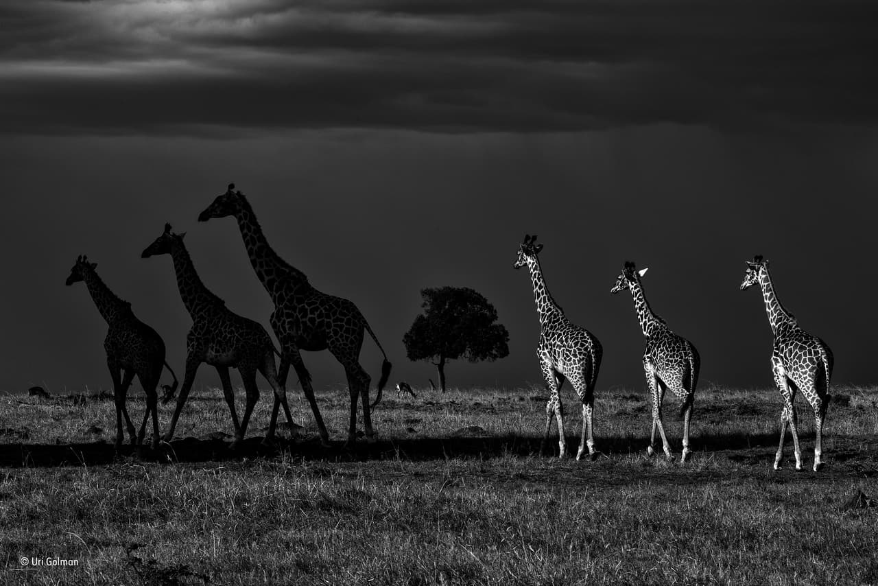 El fotógrafo Uri Golman había dedicado toda una semana a la fotografía en blanco y negro en las llanuras de Maasai Mara, Kenia, y había pasado muchos días tomando fotos de grandes felinos. Después de un largo día, de repente se encontró con seis jirafas caminando en formación. Decidió seguirlas por un tiempo, y cuando tres se separaron y se adentraron en las sombras, obtuvo esta imagen.
<br>
<b>Fotografía: Uri Golman / Museo de Historia Natural</b>
