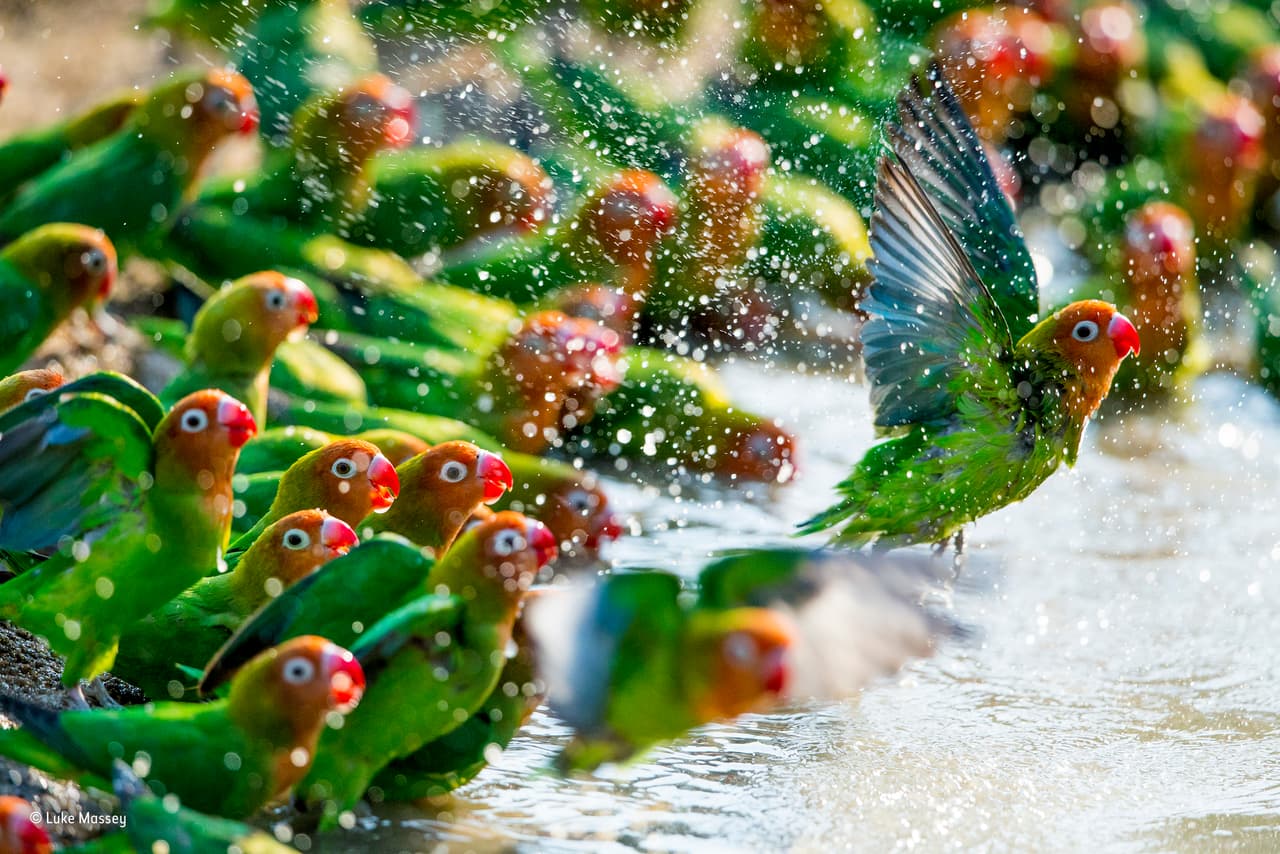 "A medida que la sequía en el parque nacional del sur de Luangwa en Zambia se extendía, los abrevaderos se reducían a estanques. Las bandadas de los llamados tortolitos de Lilian se congregaron y cuando la costa estaba despejada descendieron a este estanque. Se arrastraron hacia adelante, turnándose para beber y bañarse, como si estuvieran en una cinta transportadora.
<br>
<b>Fotografía: Luke Massey / Museo de Historia Natural</b>