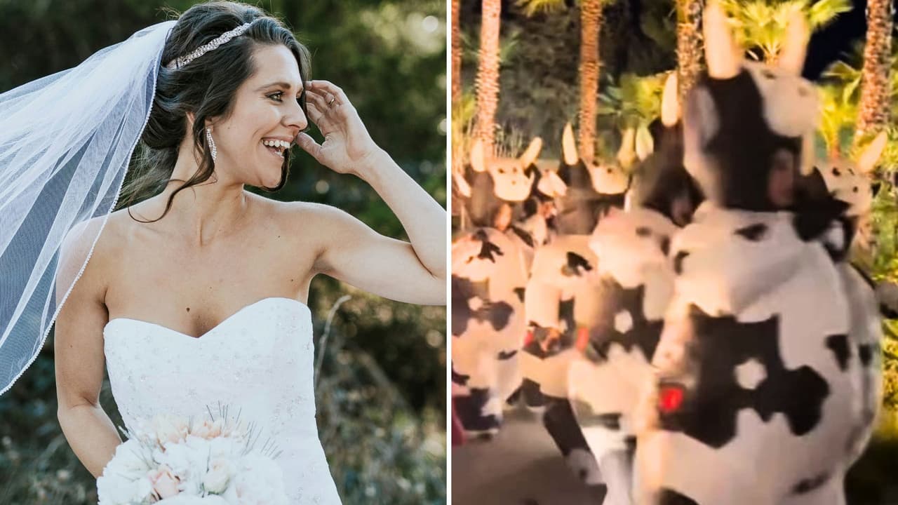 Novia celebra su boda con 'estampida' de botargas de vaca: es muuuuuy fan