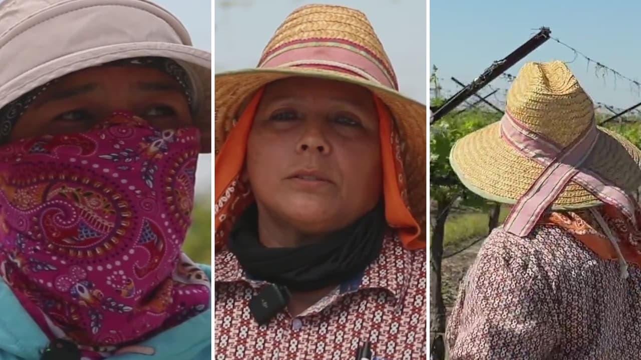 Así es como trabajadoras agrícolas enfrentan el acoso y abuso sexual en los campos de California