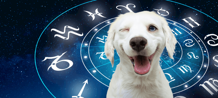 ¿Cómo es la personalidad de tu perro según su signo zodiacal?