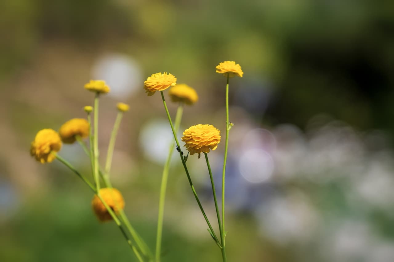 La finca indicó que tienen un suministro limitado de flores, y no hay una tarifa de admisión este año.