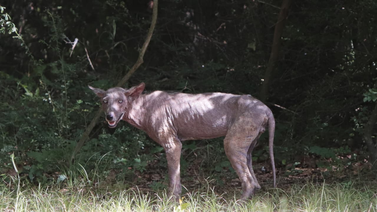Expertos en control animal piden ayuda de la comunidad para dar con el animal, que
<b>puede poner en riesgo a habitantes </b>e incluso mascotas que pueden contagiarse de sarna.