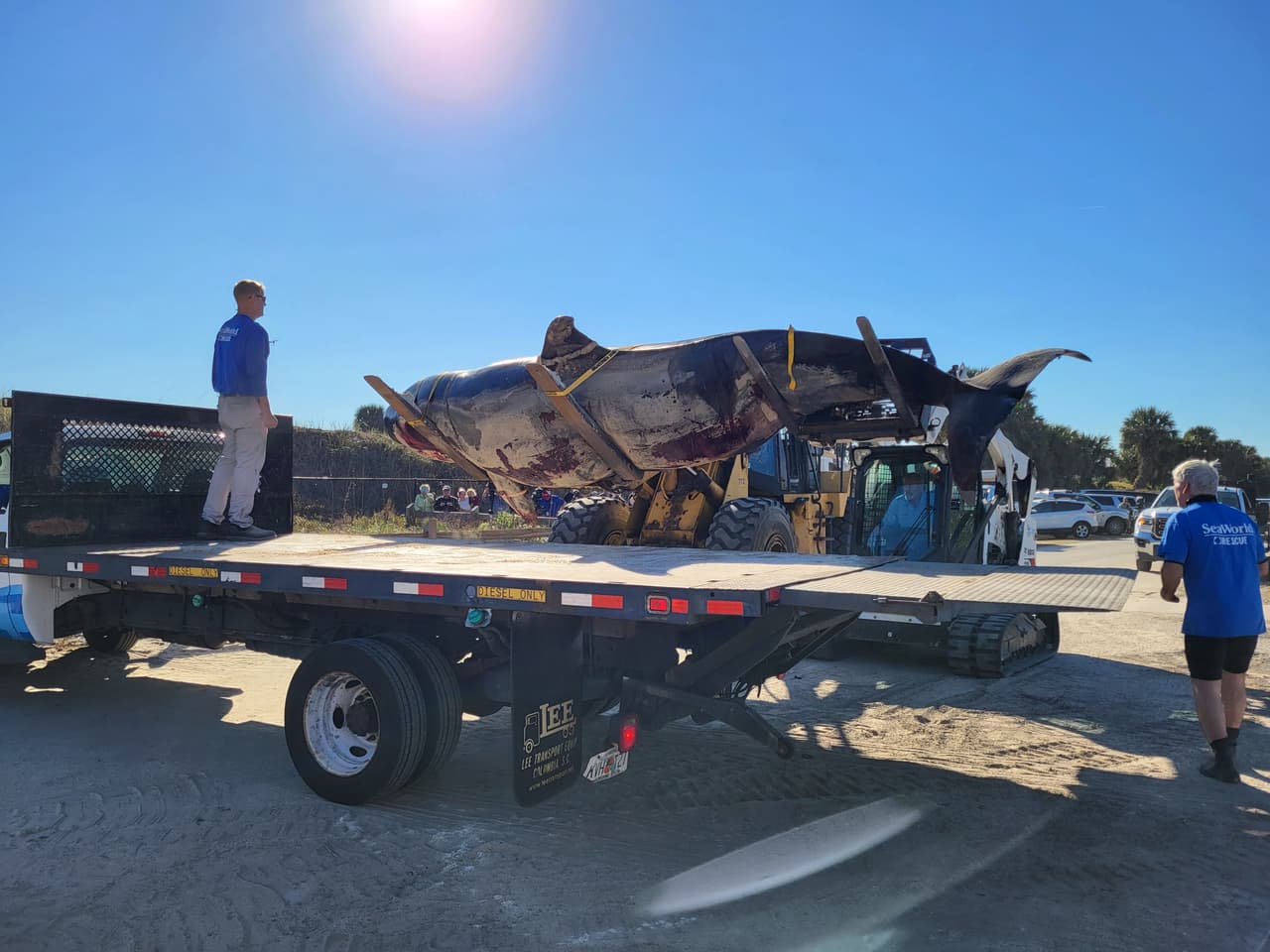 La ballena asesina de más de 7,000 libras de peso y 21 pies de largo fue localizada la mañana del 11 de enero al sur de Jungle Hut Park en Palm Coast, de acuerdo con informes iniciales del Alguacil del condado Flagler. La Administración Nacional Oceánica y Atmosférica señaló a través de un comunicado que la ballena era una hembra de edad adulta y que no tenía algún indicio de interacción con humanos o golpes, además se detectaron algunos "signos de enfermedades". Los detalles de la causa de la muerte de la ballena asesina que apareció en la costa de Florida serán dados a conocer una vez que se concluya la necropsia y los estudios de laboratorios correspondientes.