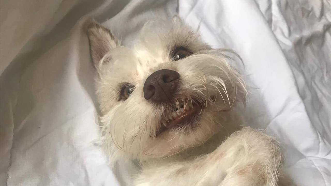 "Este es Baby y le encanta comer pollito", dijo Blanca Gomez.