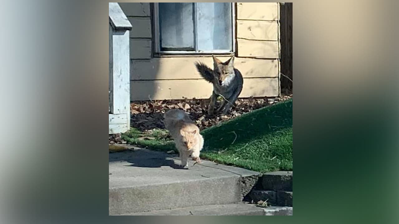 Ella originalmente pensó que eran perros, pero al percatarse de que eran coyotes, sacó su celular para tomar las fotos.