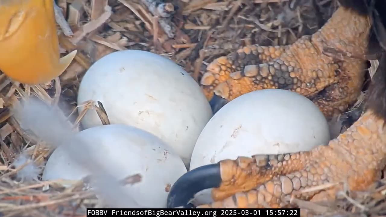 El jueves a las 10:30 am, Friends of Big Bear Valley confirmó que
<b>el tercer huevo se había agrietado</b>. Las expectativas eran altas, pues nunca antes la pareja había criado con éxito a tres polluelos.