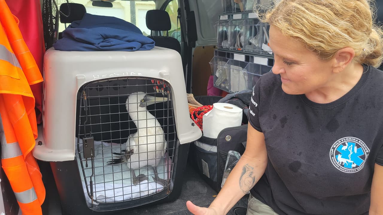 Dicen que los animales fueron golpeados por los fuertes vientos.