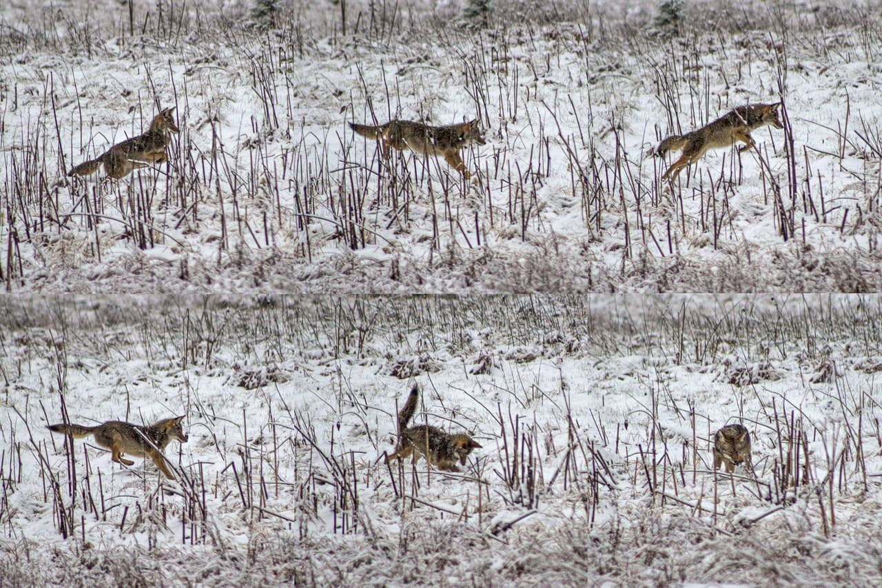 Estos coyotes podrías observar en el Parque Nacional Yosemite. Estos animales son visibles en el área llamada Cook's Meadow.