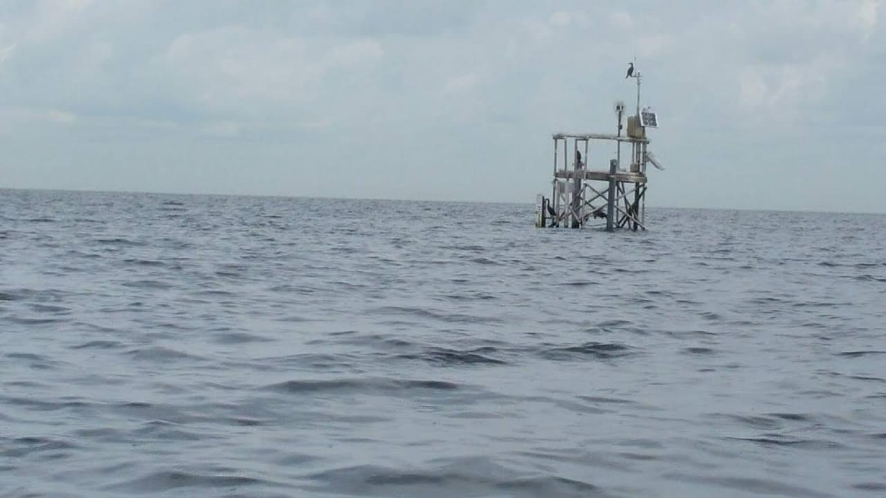 La plataforma donde fue encontrada la serpiente es de la corporación de aguas del sur de la Florida y está a varios metros de la costa.