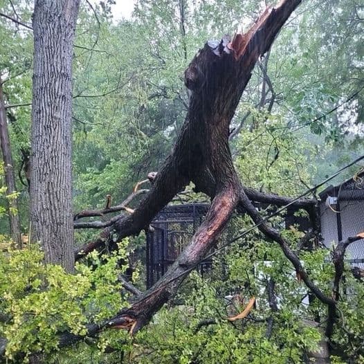Zoológico de Dallas cerrará este lunes por afectaciones tras fuerte tormenta