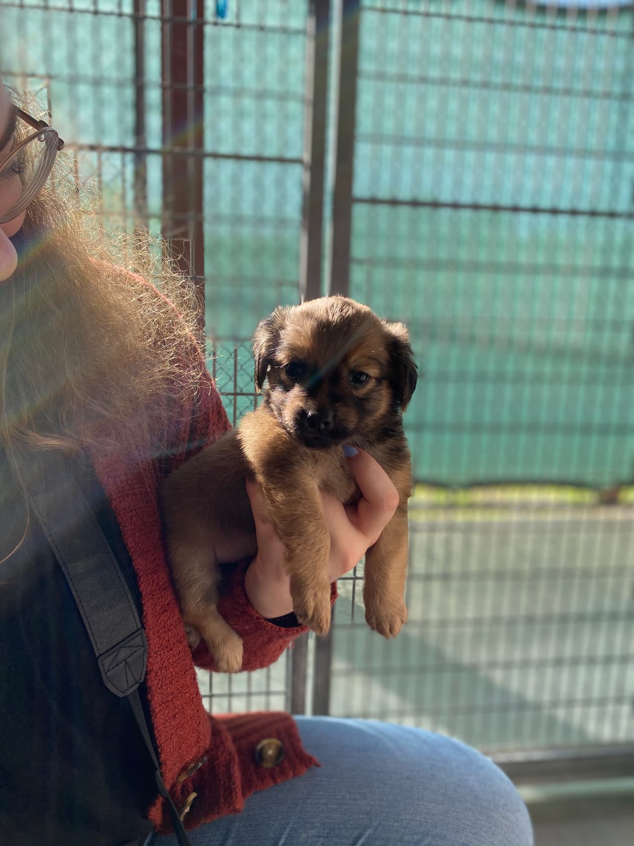 Varios ya fueron adoptados luego de un estresante viaje desde la isla.