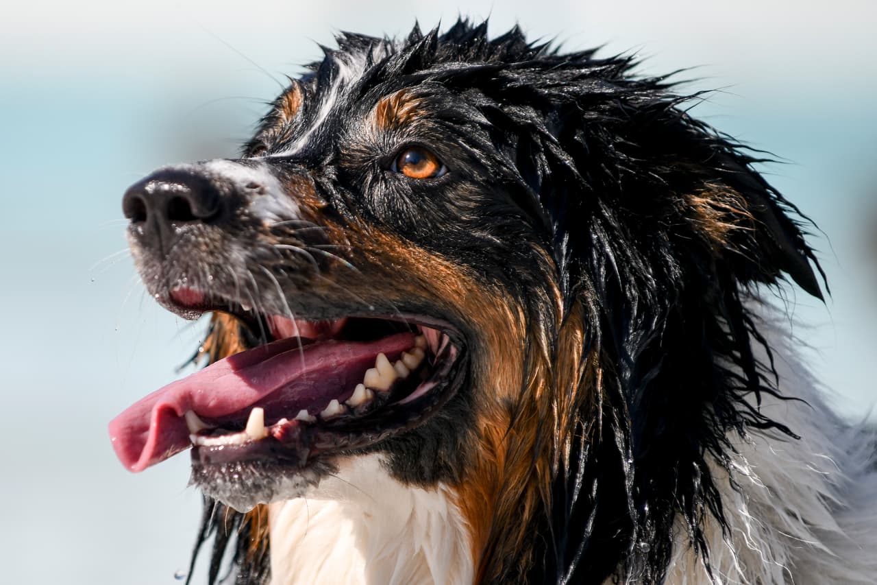 ...y él espera, impaciente y empapado, a que le vuelva a arrojar la pelota.