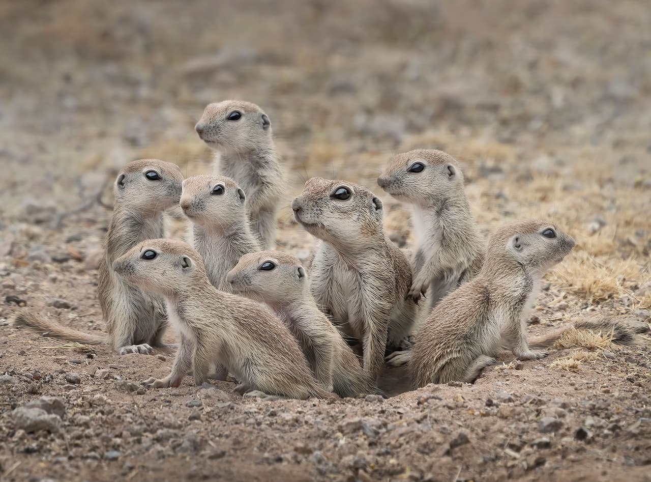 <b>“Rango emocional”</b>
<br>
<br>Esta imagen de una familia de ardillas de cola redonda forma parte de la serie ganadora del ‘Portafolio fotográfico’ del concurso. Fue tomada en las montañas Superstition, Arizona, Estados Unidos, y muestra las diferentes emociones que muestran estos curiosos animales.
<br>