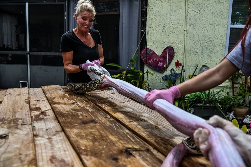 "No son originales de aquí. Son del sureste asiático y están haciendo destrozos en los Everglades", sostiene la cazadora, refiriéndose al humedal que ocupa buena parte del sur de Florida.
<br>
