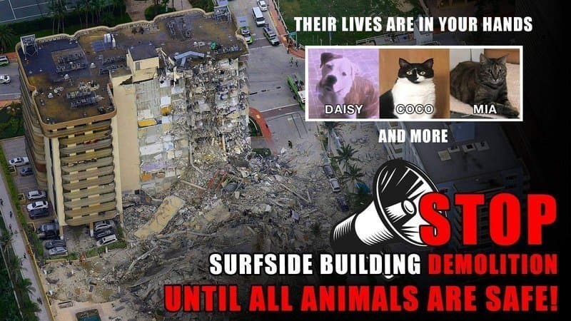 Cartel que ilustra la petición en Change.org para salvar a las mascotas que quedan en la parte del edificio que permanece en pie.