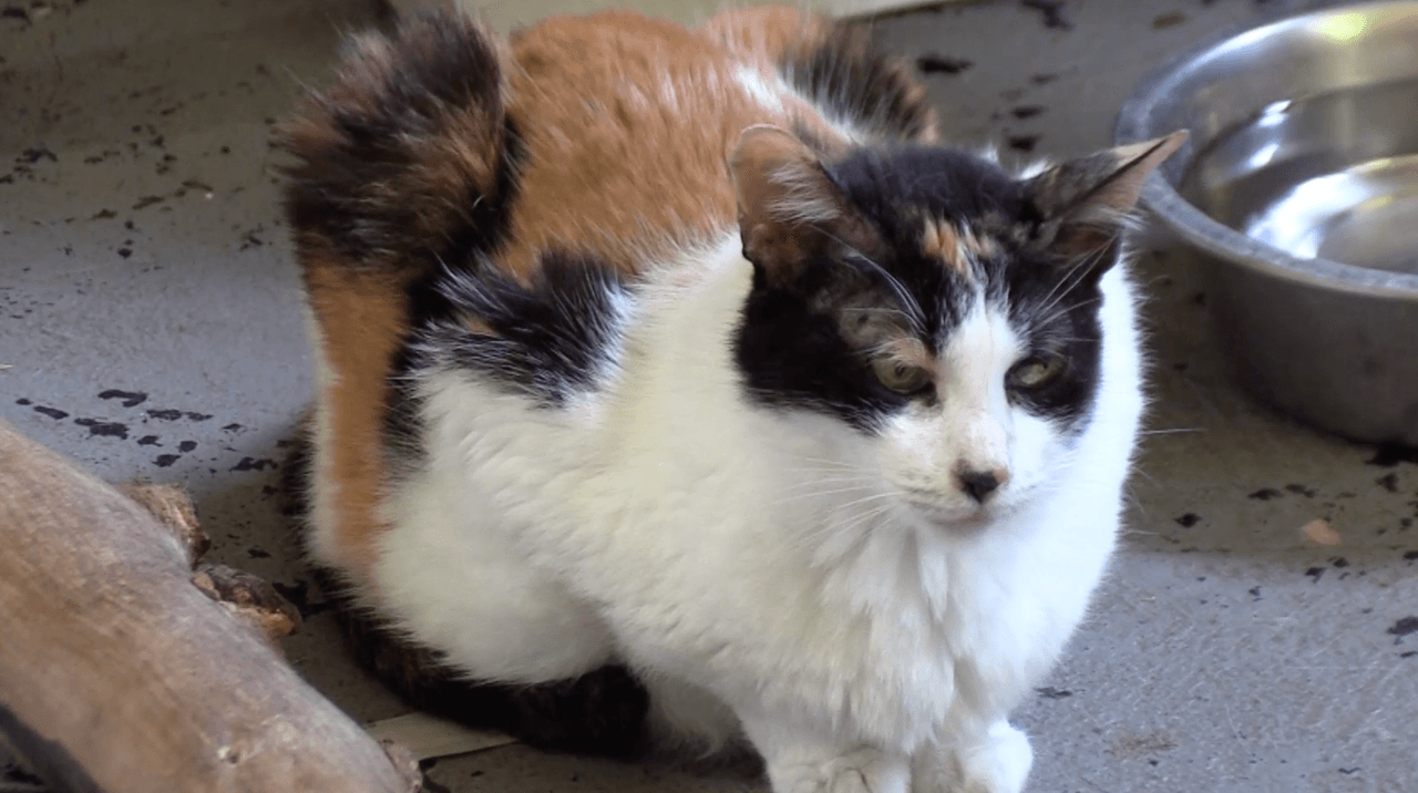 "Reconocemos que la única forma de combatir el problema de los animales en las calles es operando", dijo la presidenta de la Junta de Directores Dellymar Bernal.